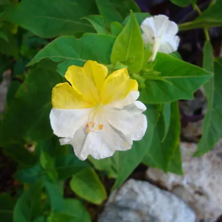 Peter's Cottage, Near Fiscardo, Kefalonia بيت للعطل فيسكاردو